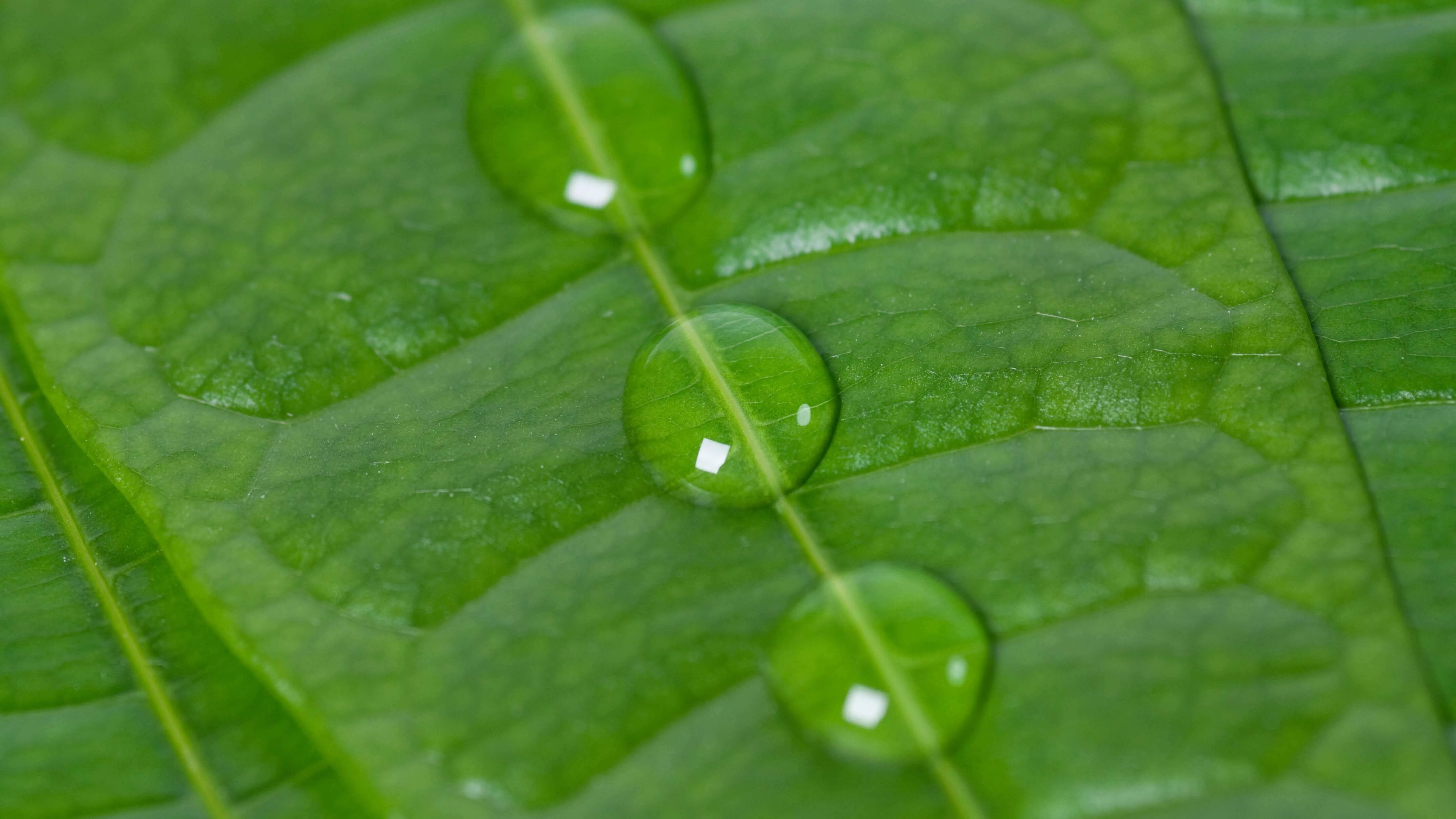 Automated Plant Watering